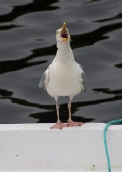 Herring gull.
Stornaway harbour.
D200, 28-300mm. by Mark Thomas 